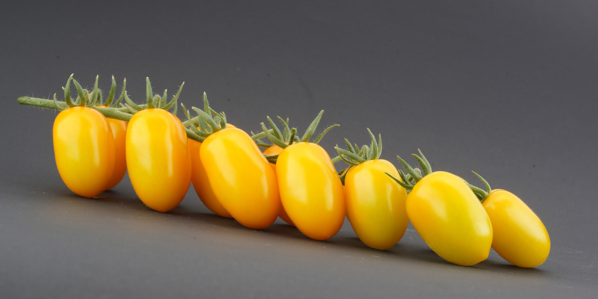 Santy Yellow vince il premio Tomato Excellent 